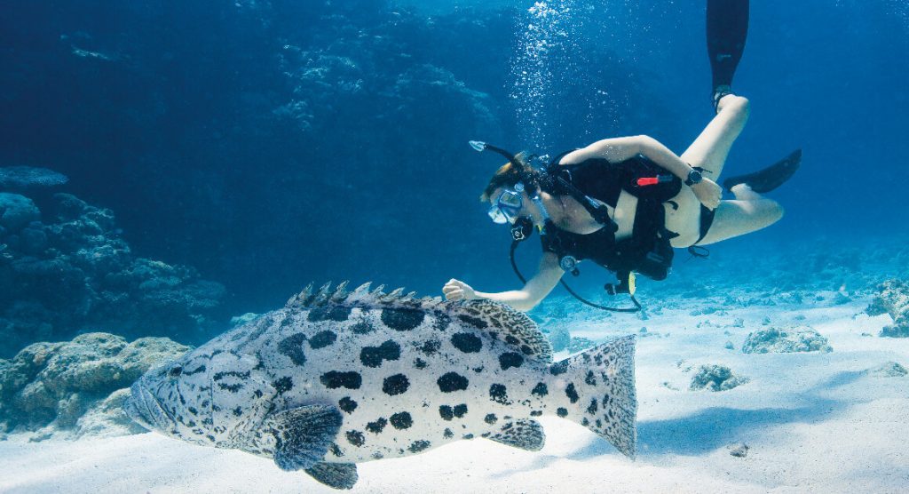 Fish and Snorkling