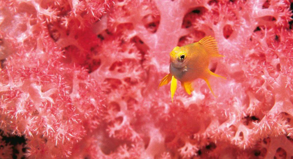 Coral ans fish