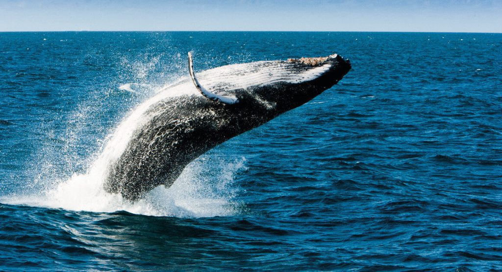 Whale jumping
