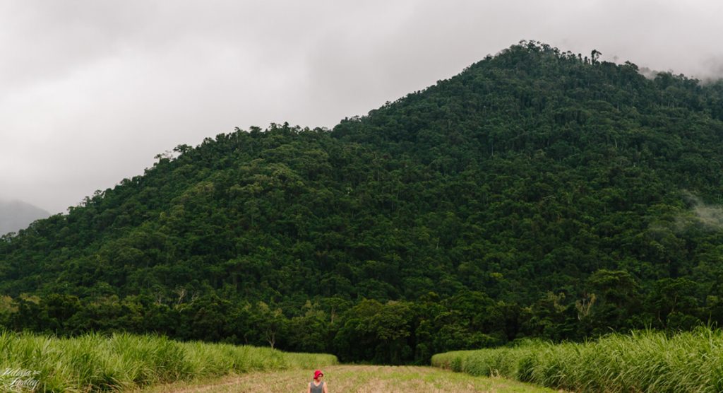 Canefields