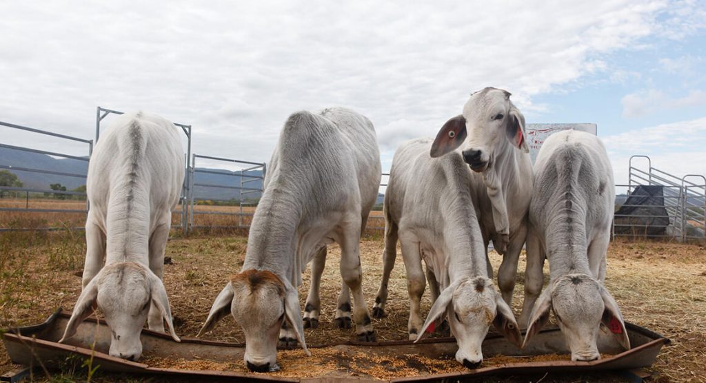 cows