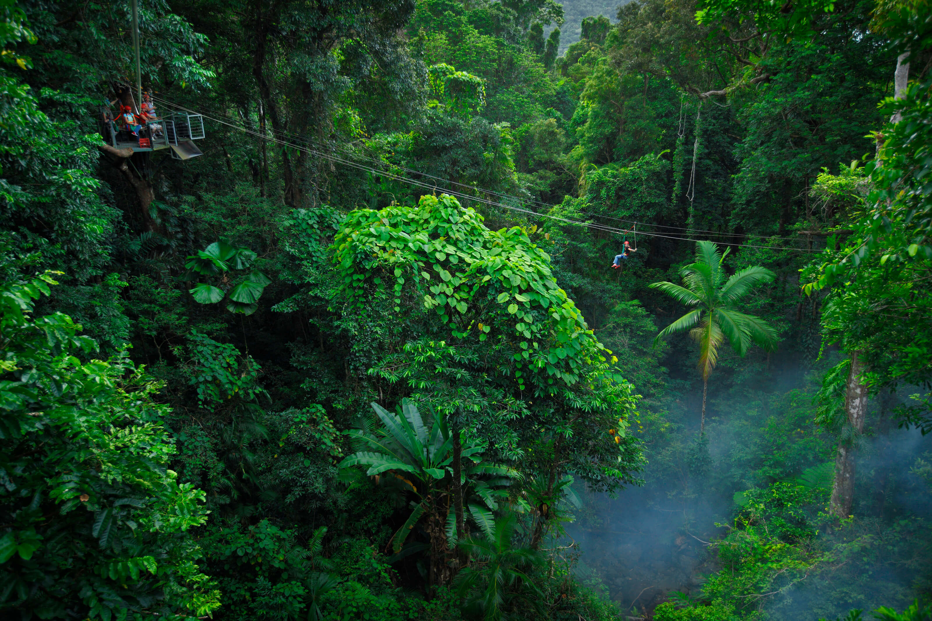 Jungle surfing at Cape Tribulation