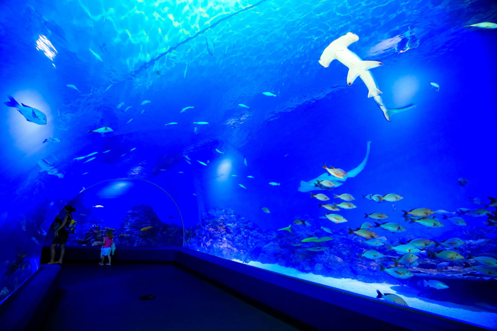 ケアンズ水族館の大きな水槽