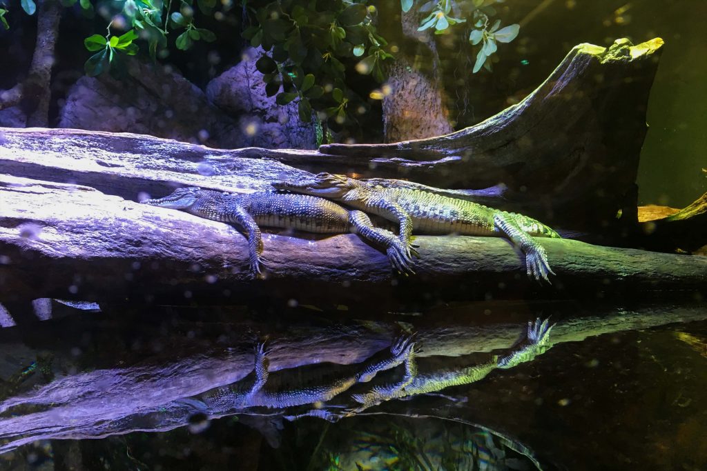Cairns Aquarium
