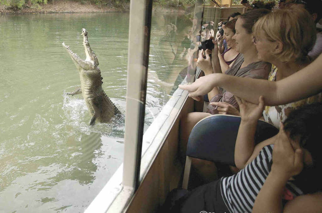 ハートリーズクロコダイルアドベンチャーズ　クロコダイルクルーズ