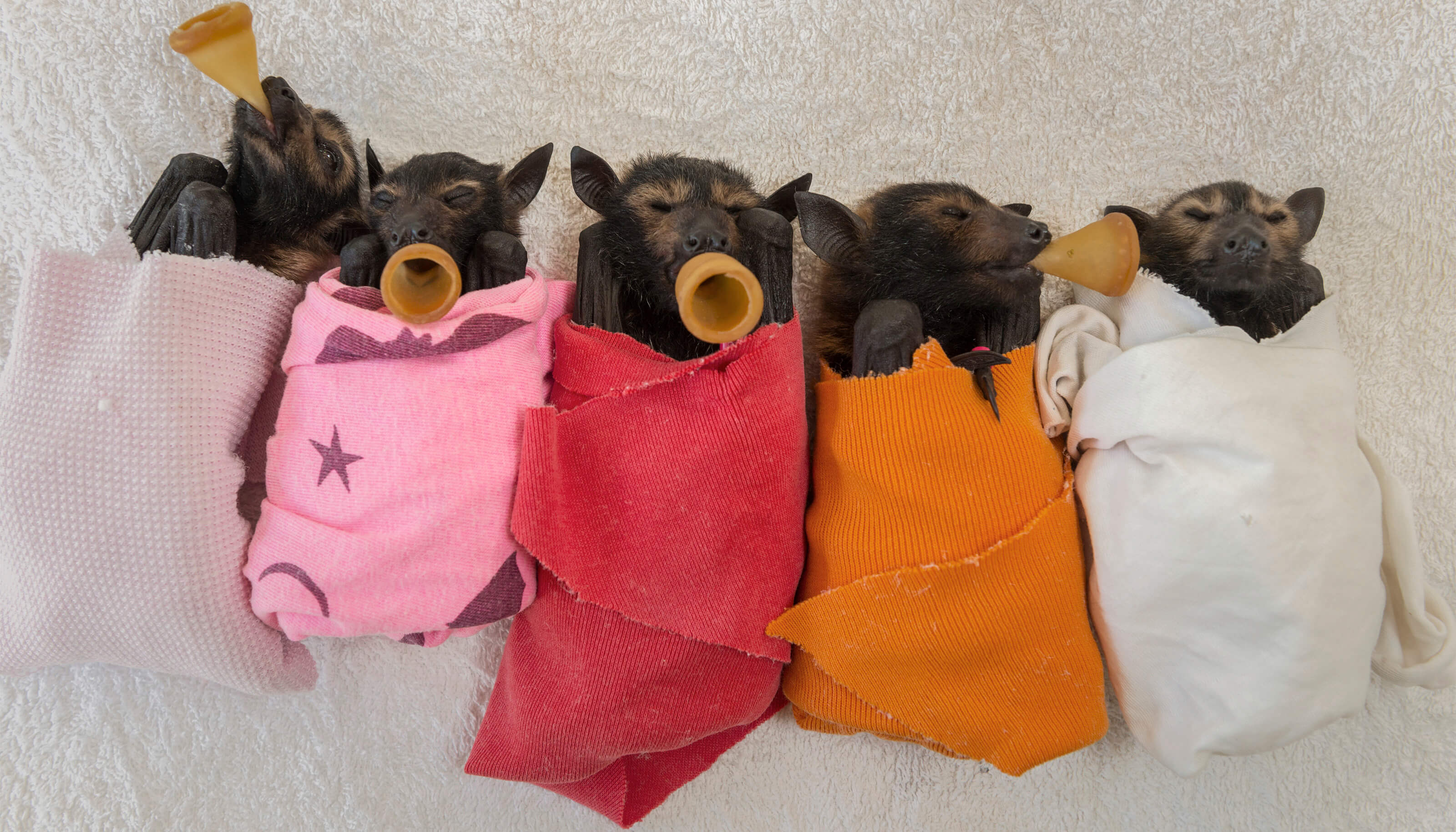 volunteer at tolga bat hospital