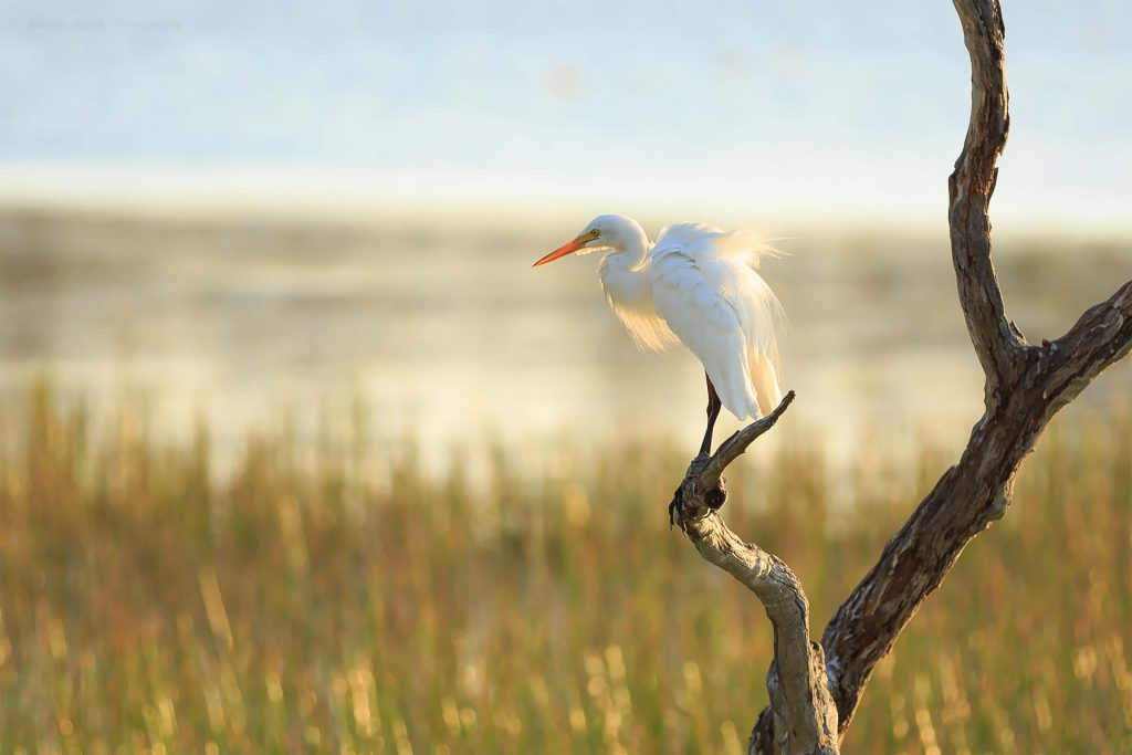 birdwatching at jabiru safari lodge