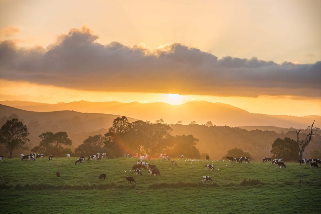 dairy farm on the atherton tablelands
