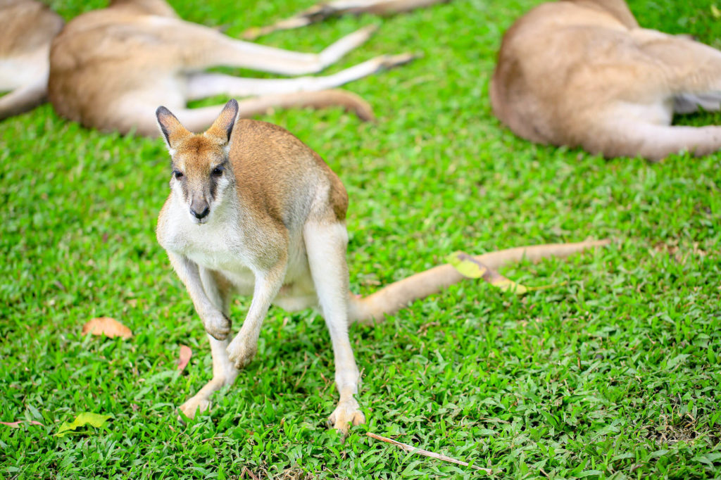 自由に触れ合えるカンガルー