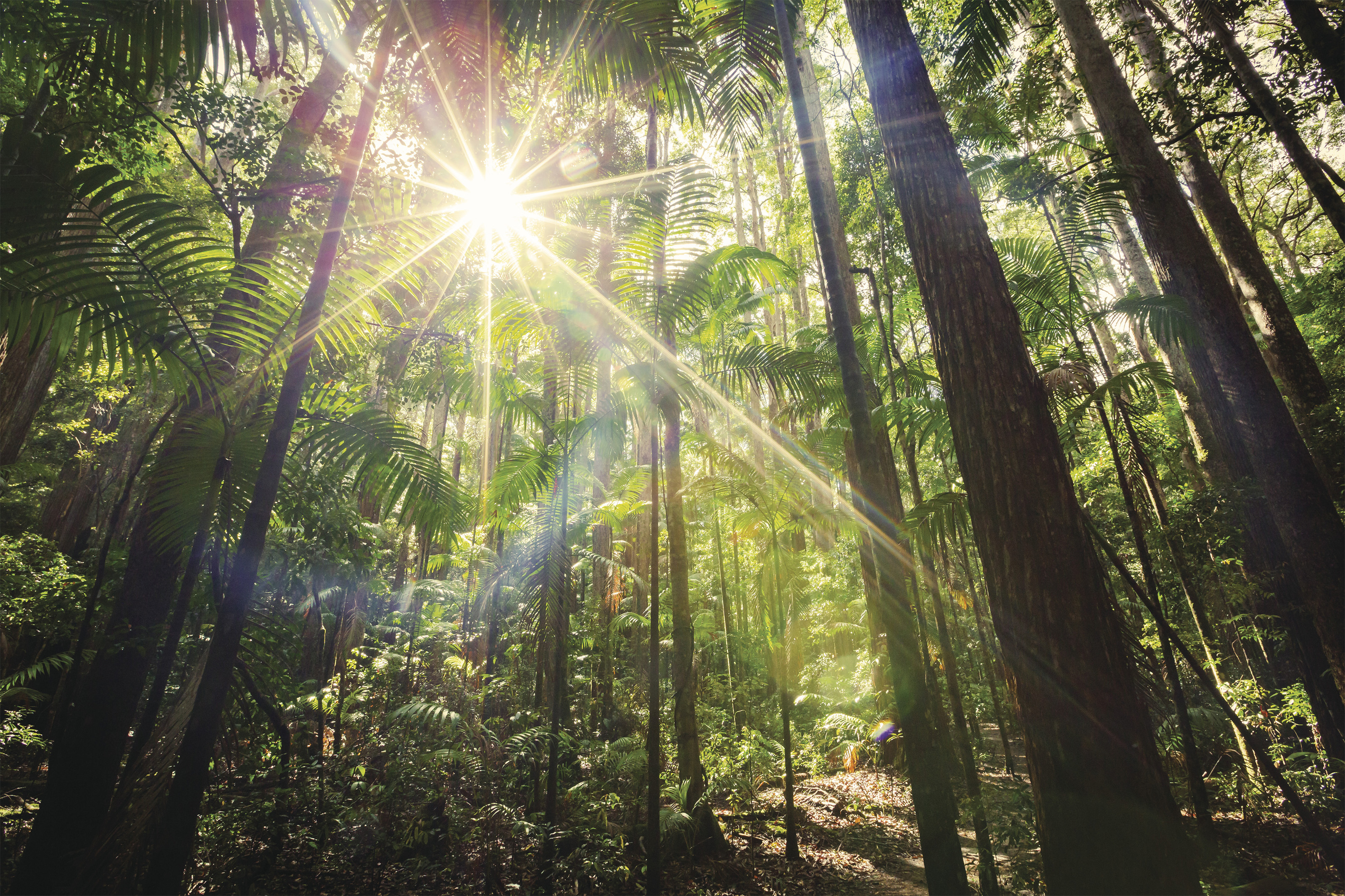 queensland rainforest