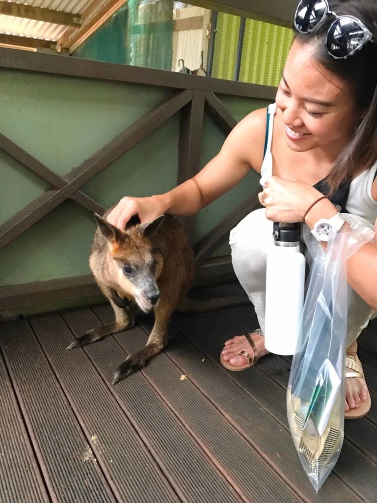 キュランダ　ワラビー