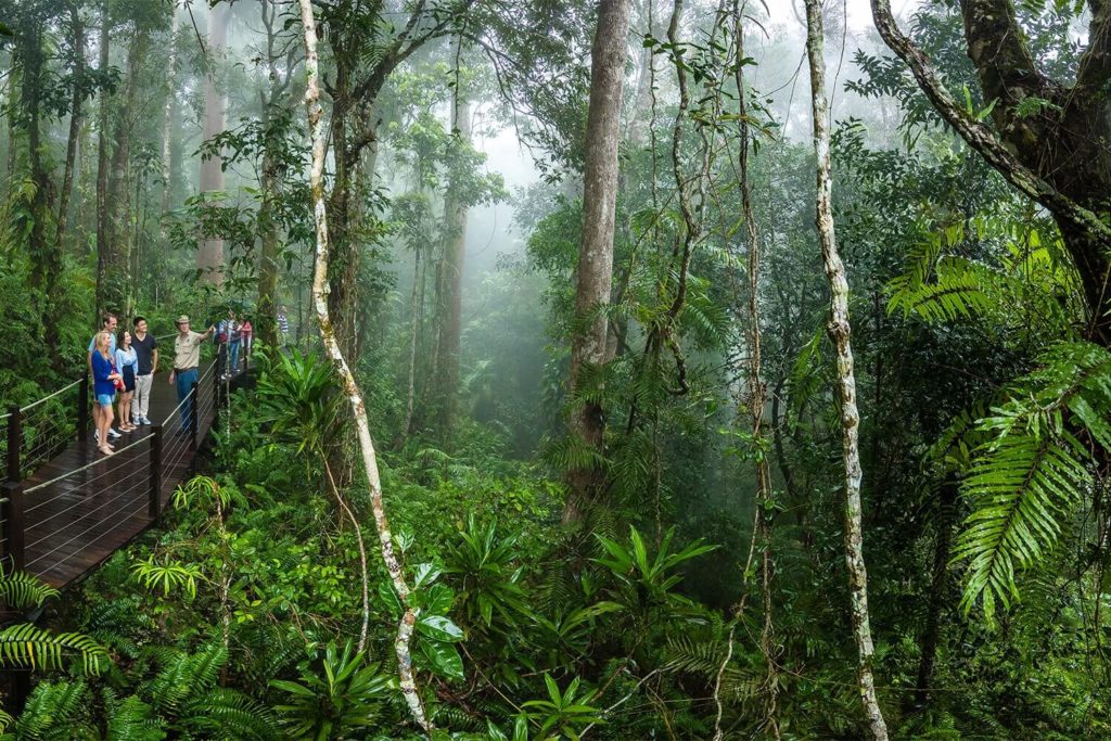 Skyrail Rainforest Cableway