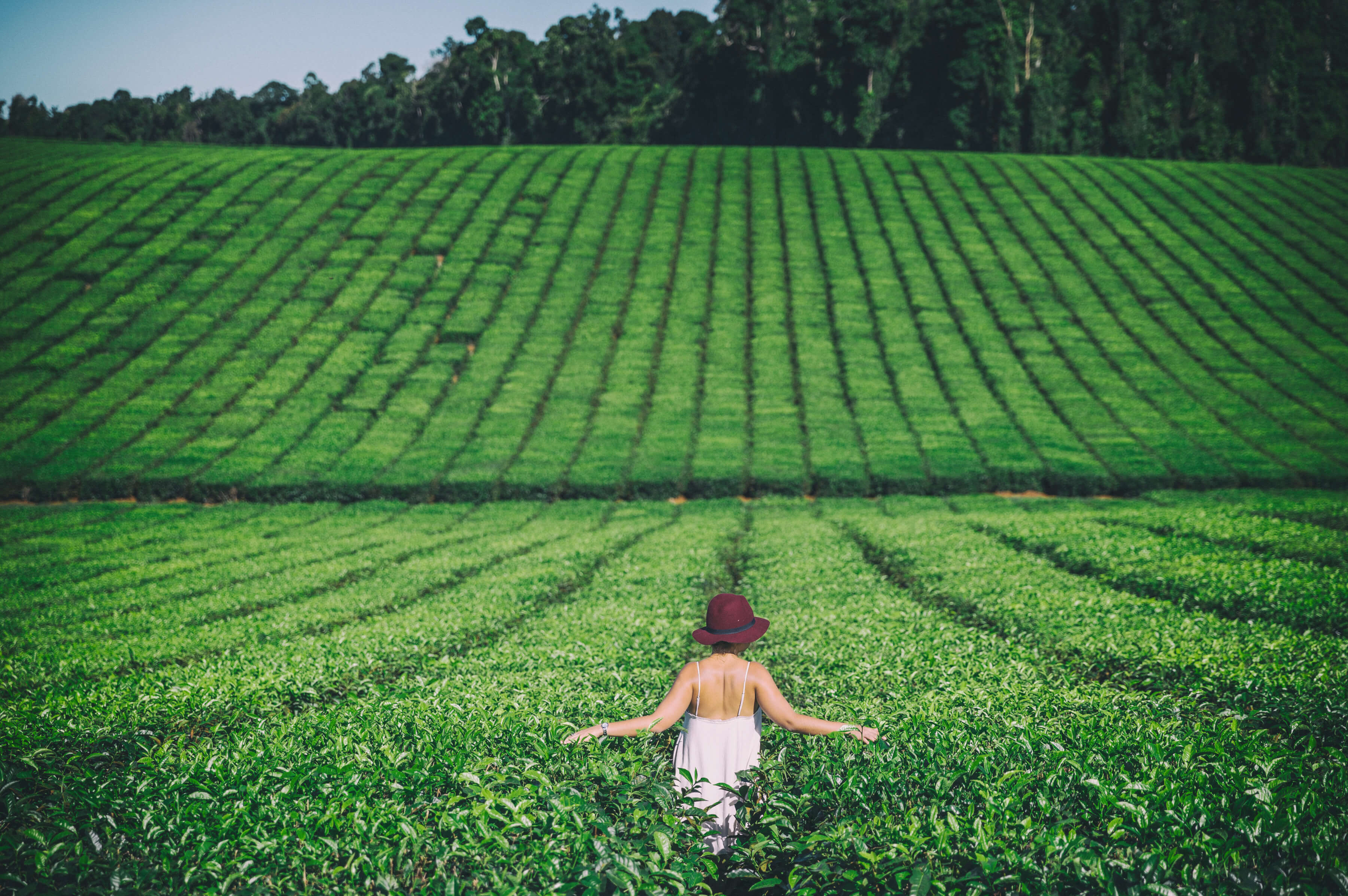 Walking through tea fields