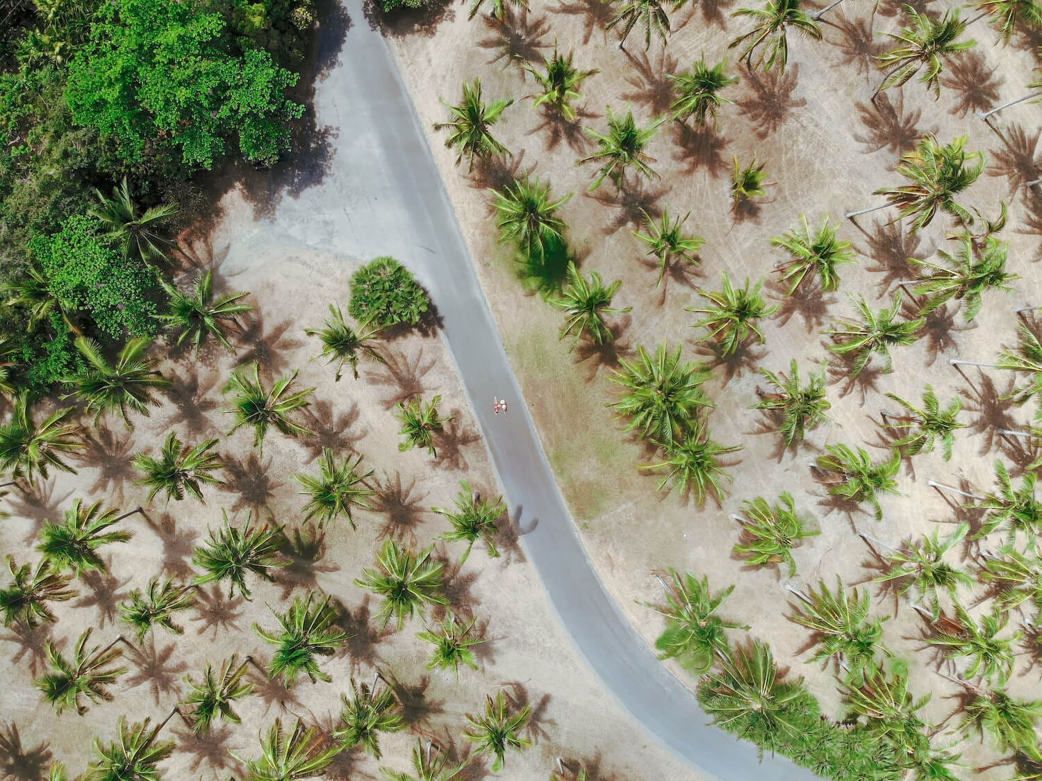 palm tree