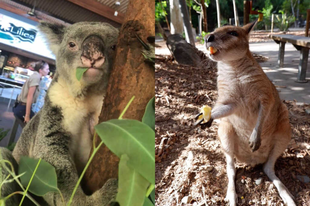 ケアンズ 周辺動物園のコアラとワラビー
