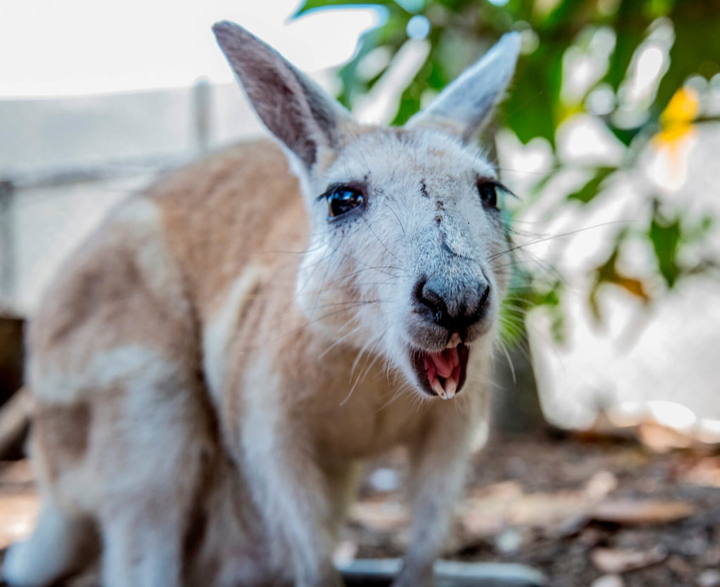 ポートダグラスのワールドライフハビタット動物園