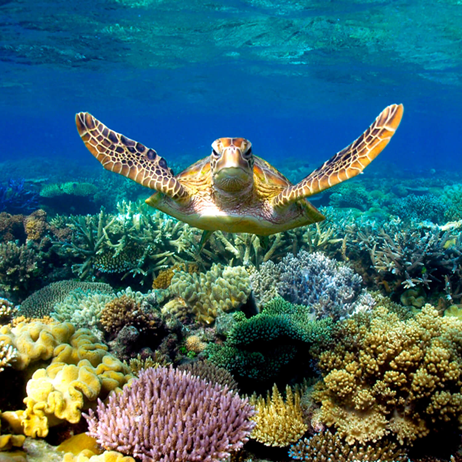 Sea turtle swimming over coral