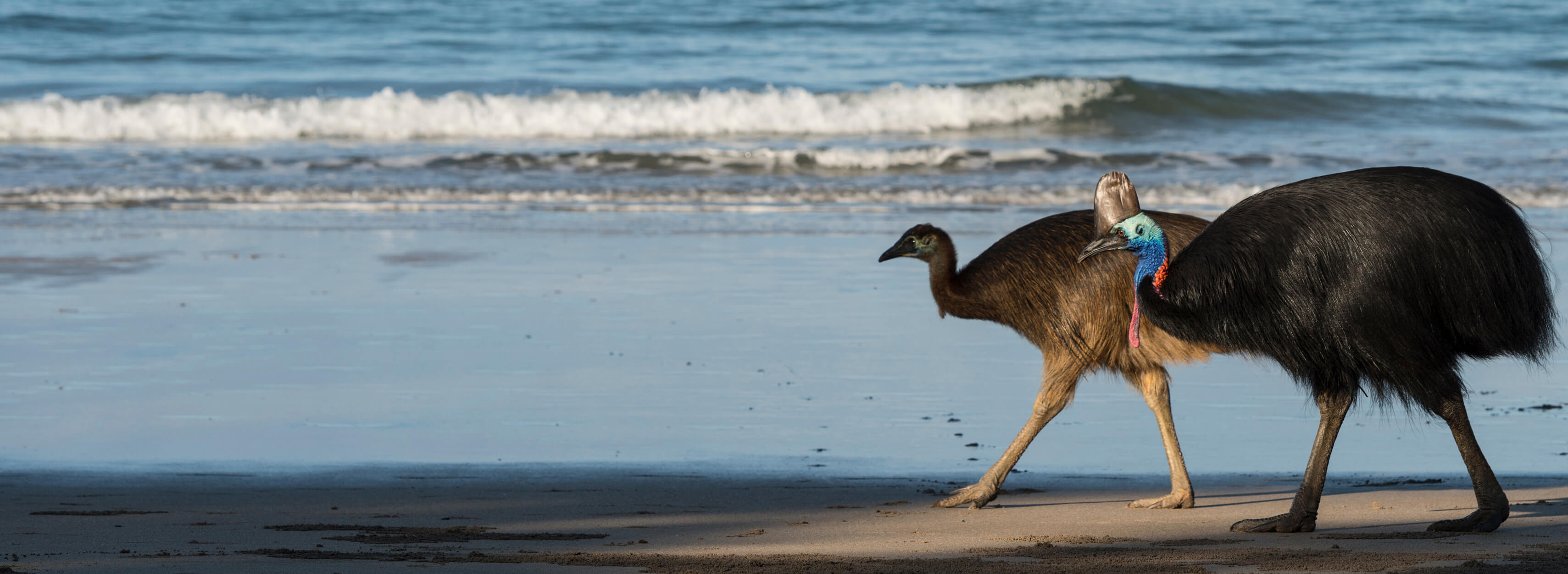 Cassowaries on beach