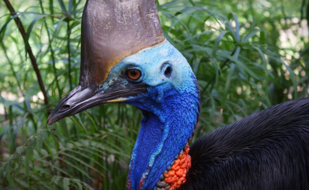 Southern Cassowary