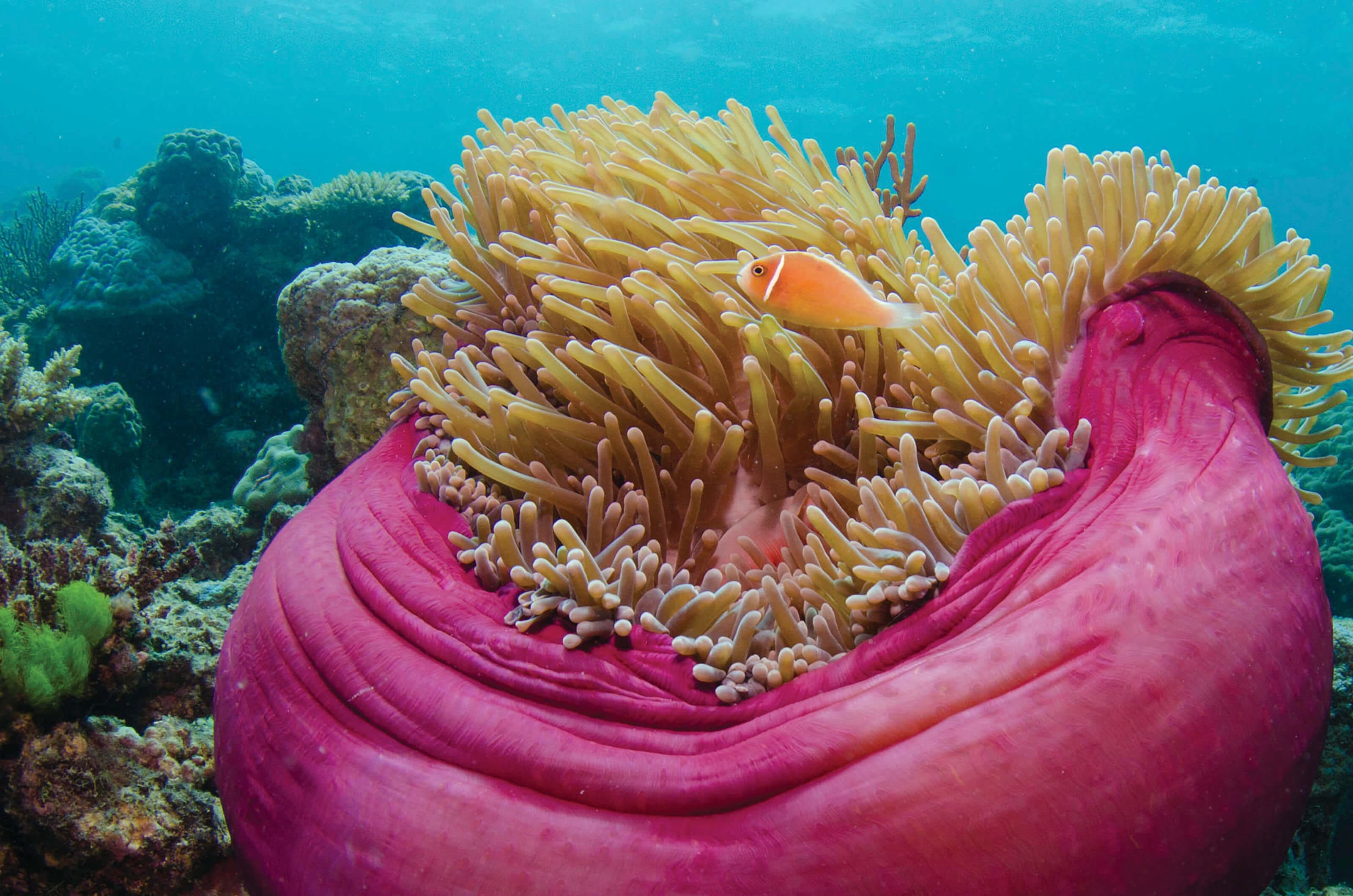 Clown fish in an anenone