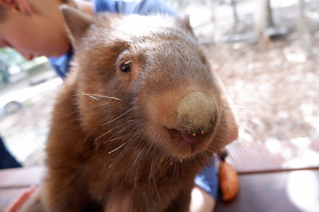 ケアンズ 周辺動物園のウォンバット