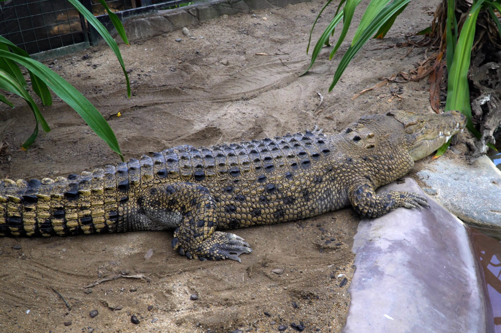 ズーム動物園にいるワニ