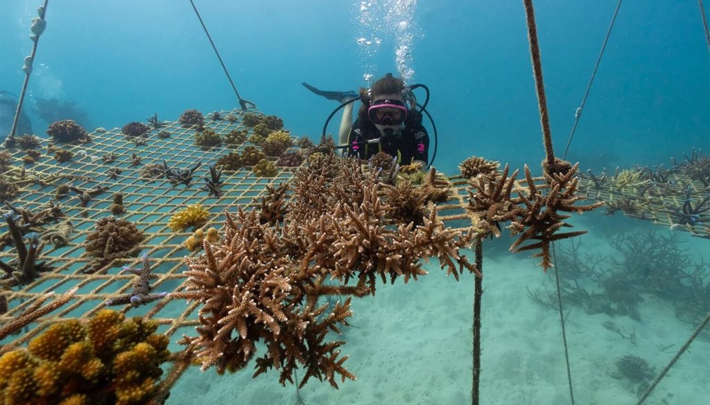 Coral Nurture Program