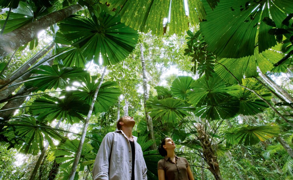 People looking at fan palms above