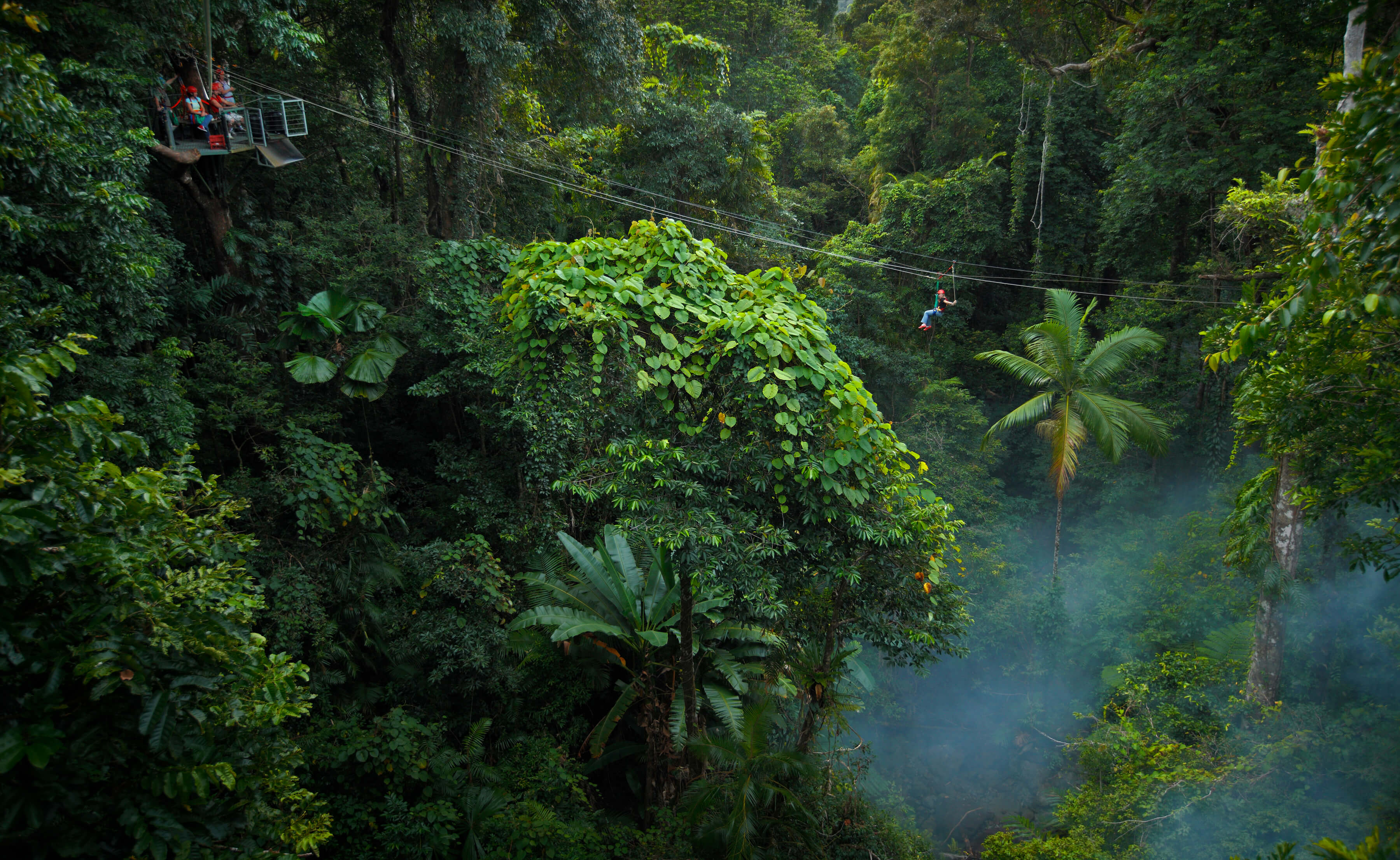 The aw inspiring rainforest at Cape Tribulation Jungle Surfing