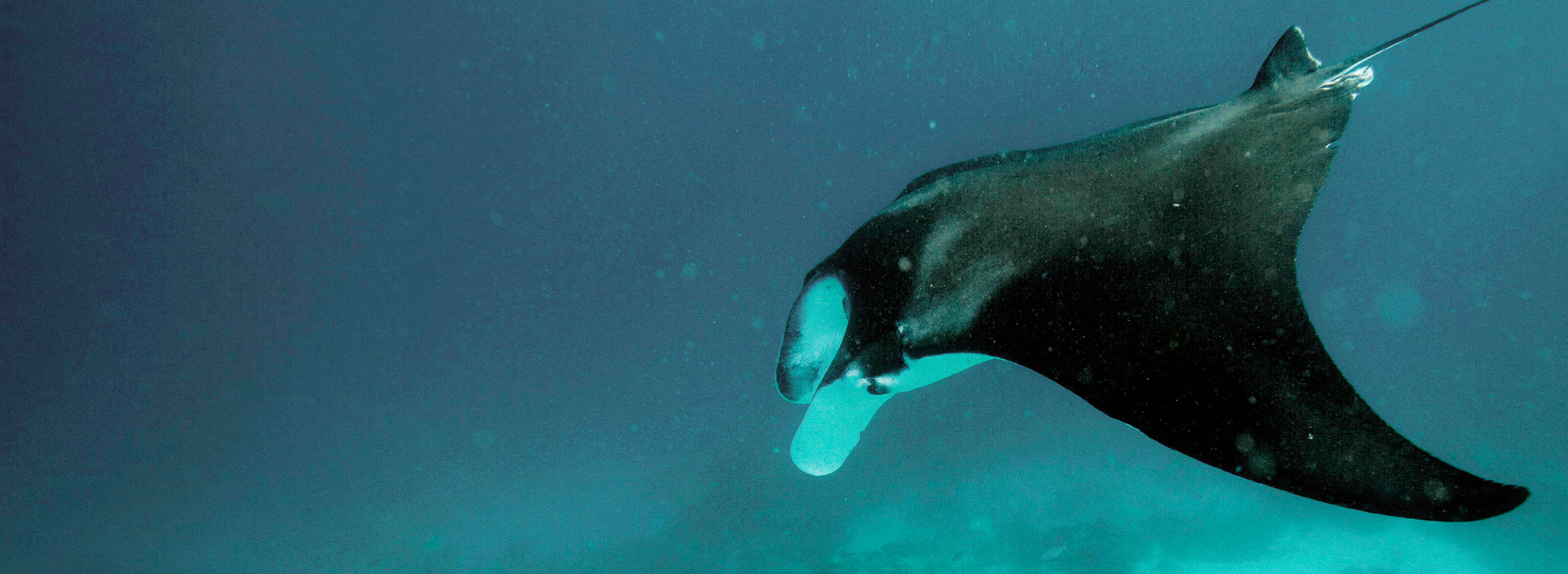 Manta ray swimming