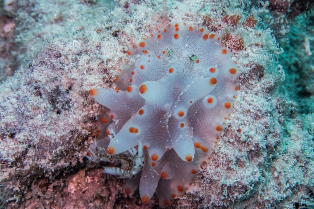 Nudibranch on the reef