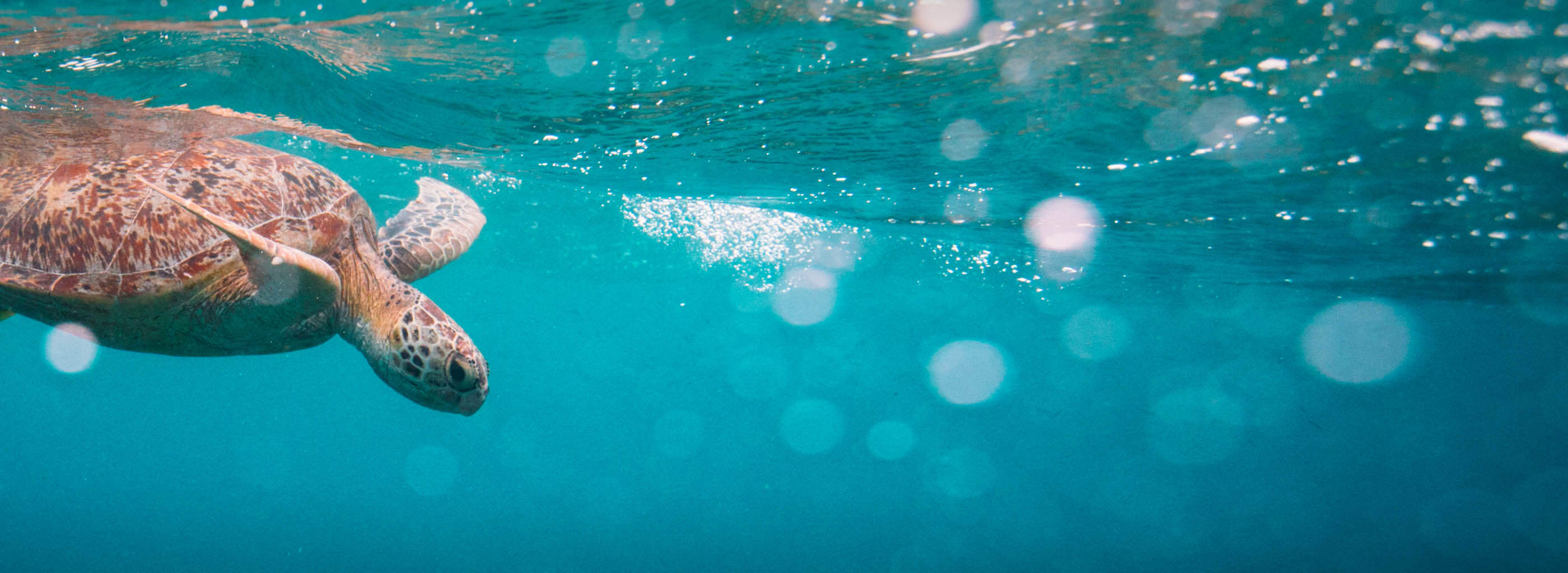 Sea turtle in ocean