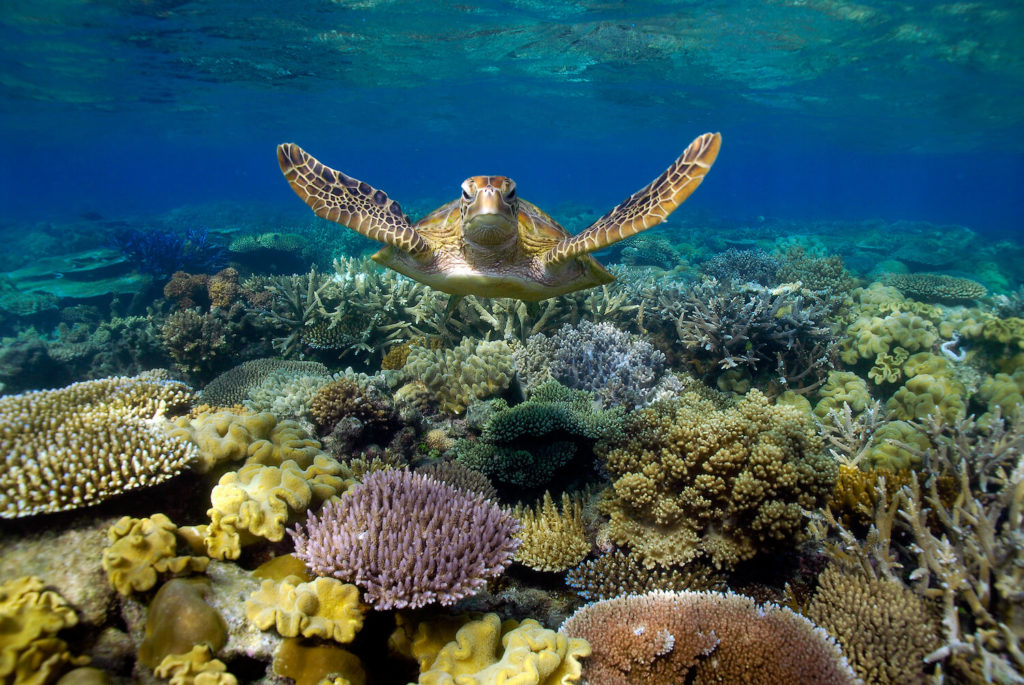 great barrier reef